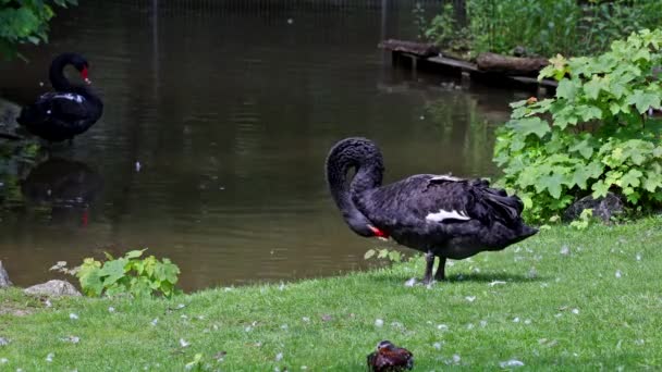 Cisne Negro Cygnus Atratus Uma Grande Ave Aquática Uma Espécie — Vídeo de Stock