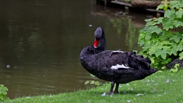 Cisne Negro Cygnus Atratus Uma Grande Ave Aquática Uma Espécie — Vídeo de Stock