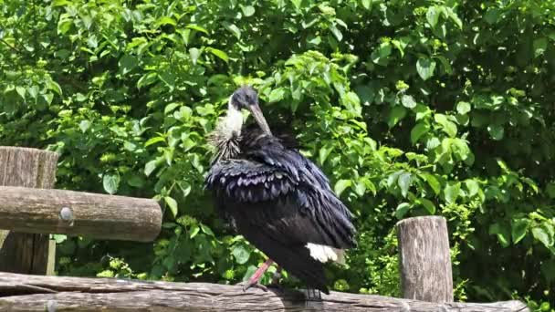 Ibis Dal Collo Paglia Threskiornis Spinicollis Uccello Della Famiglia Ibis — Video Stock