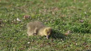 Anser anser, Anatidae familyasından bir kuş türü olan Anatidae familyasından bir kaz türü.