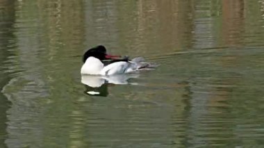 Münih 'teki İngiliz Bahçesi' nde Kleinhesseloher Gölü 'nde yüzen Merganser, Goosander ve Mergus merganser.