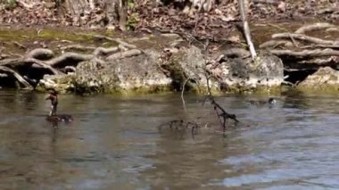 Bir çift Great Crested Grebe, Podiceps kristali yuvalarını inşa ediyor. Güzel turuncu renkli kuş, kırmızı gözlü su kuşu. Eski Dünya 'da bulunan en büyük aile üyesidir..