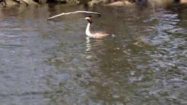 Bir çift Great Crested Grebe, Podiceps kristali yuvalarını inşa ediyor. Güzel turuncu renkli kuş, kırmızı gözlü su kuşu. Eski Dünya 'da bulunan en büyük aile üyesidir..