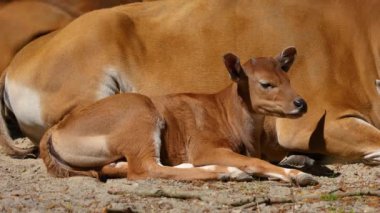 Banteng ailesi, Bos javanicus veya Red Bull. Vahşi bir sığır türüdür ama sığır ve bizondan farklı kilit özellikler vardır: hem erkek hem de dişilerde beyaz bir şerit..