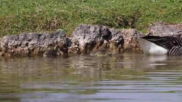 Gros Plan Une Belle Bernache Roussâtre Jaune Printemps Anser Anser — Video