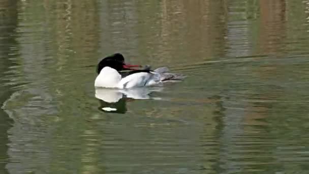 Common Merganser Goosander Mergus Merganser Mergus Merganser Swim Kleinhesseloher Lake — 비디오