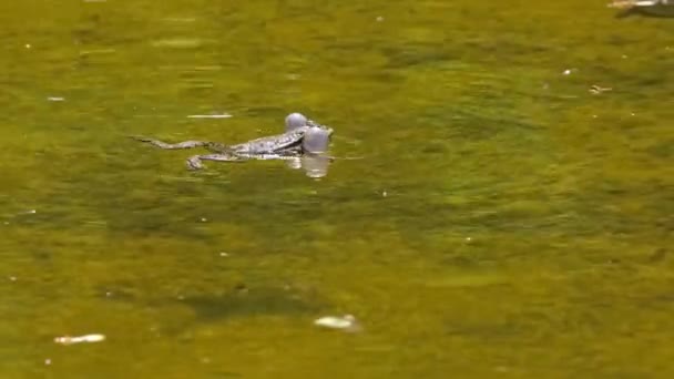 Common Frog Rana Temporaria Single Reptile Croaking Water Also Known — Stock Video