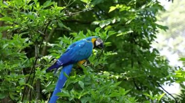 Mavi ve sarı papağan, Ara aratyası, mavi ve altın papağanı olarak da bilinir, çoğunlukla mavi üst kısımları ve açık turuncu alt kısımları olan büyük bir Güney Amerika papağanıdır.