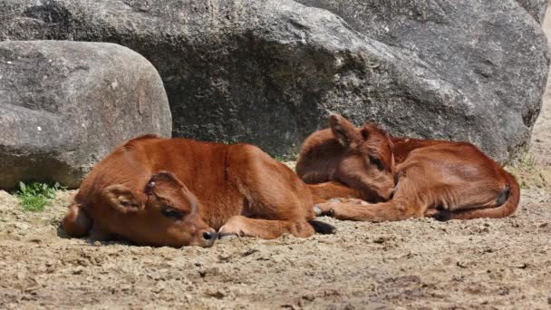 Baby Aurochs Heck Cattle Bos Primigenius Taurus Claimed Resemble Extinct — Stock Video