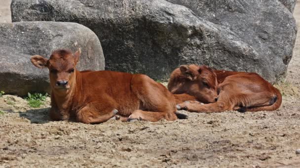 Bebé Aurochs Heck Ganado Bos Primigenius Taurus Afirmó Parecerse Los — Vídeos de Stock