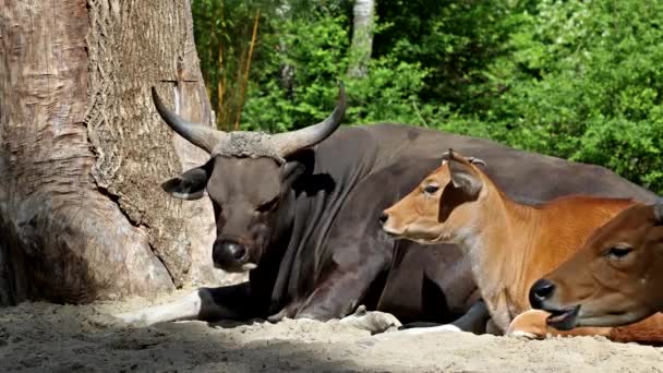 Familie Van Banteng Bos Javanicus Red Bull Het Een Soort — Stockvideo