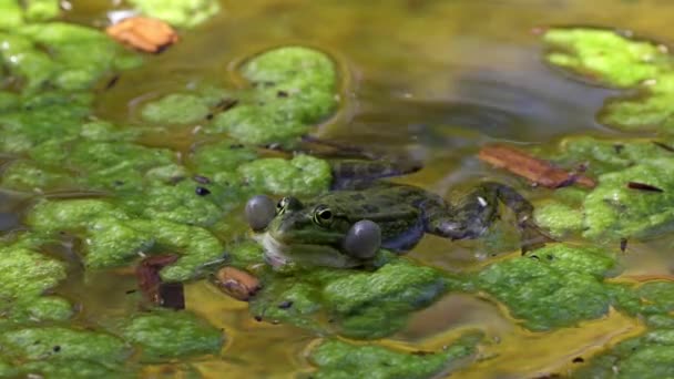 Κοινός Βάτραχος Rana Temporaria Ένα Μόνο Ερπετό Croaking Στο Νερό — Αρχείο Βίντεο