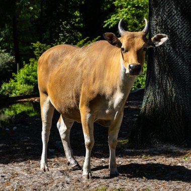 Banteng, Bos javanicus veya Red Bull. Vahşi bir sığır türüdür ama sığır ve bizondan farklı kilit özellikler vardır: hem erkek hem de dişilerde beyaz bir şerit..