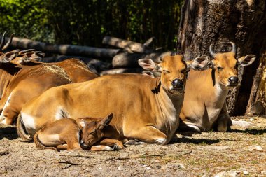 Banteng, Bos javanicus veya Red Bull. Vahşi bir sığır türüdür ama sığır ve bizondan farklı kilit özellikler vardır: hem erkek hem de dişilerde beyaz bir şerit..