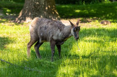 Apennine Chamois, Rupicapra pyrenaica ornata, İtalya 'daki Abruzzo-Lazio-Molise Ulusal Parkı ve İspanya' daki Pireneler 'de yaşamaktadır.