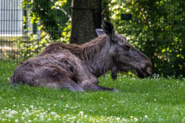 Avrupa geyiği, Alces alces, geyik olarak da bilinir. Vahşi yaşam hayvanı.