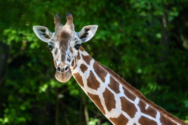 Zürafa, Giraffa camelopardalis, Afrika 'da yaşayan tek ayak parmaklı tek parmaklı, yaşayan en uzun canlı hayvan türüdür..