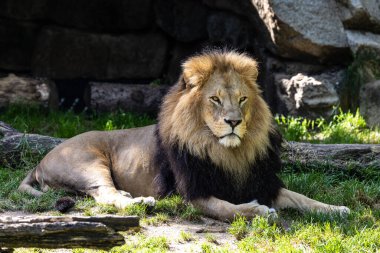Aslan, Panthera leo, Panthera cinsindeki dört büyük kediden biridir ve Felidae familyasının bir üyesidir..