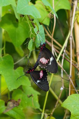 Papilio rumanzovia, Papilionidae familyasından bir kelebek türü. Filipinler 'de bulunur ama Güney Tayvan' da bir serseri olarak kayıtlara geçmiştir..