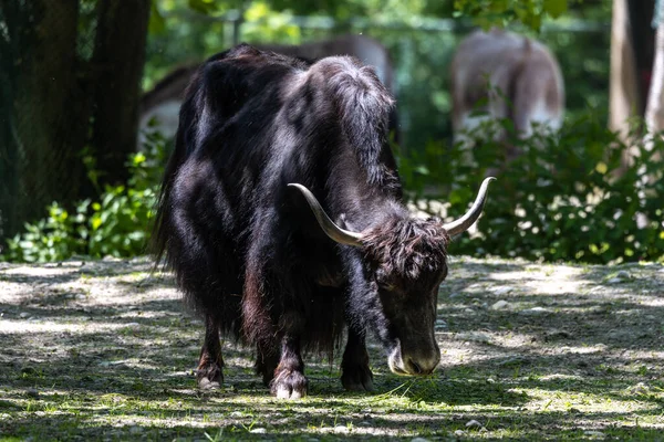 Yak Doméstico Bos Grunniens Bovino Domesticado Pelo Largo Que Encuentra — Foto de Stock