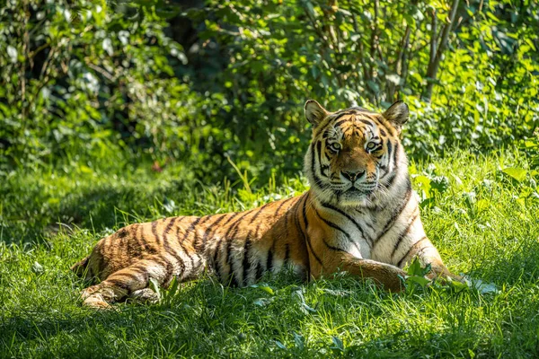 Siberian Tiger Panthera Tigris Altaica Biggest Cat World — Stock Photo, Image