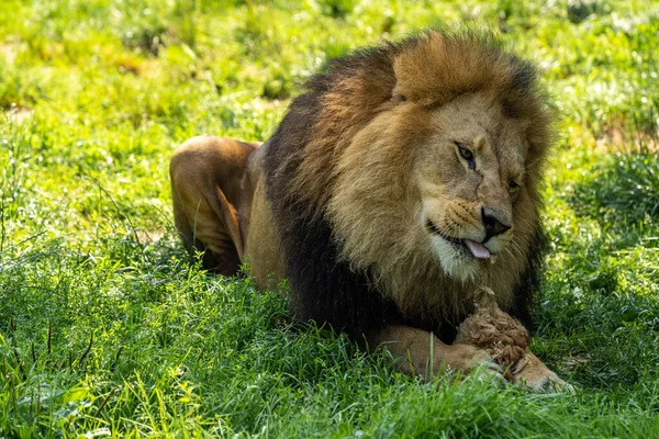 Λιοντάρι Panthera Leo Είναι Μία Από Τις Τέσσερις Μεγάλες Γάτες — Φωτογραφία Αρχείου