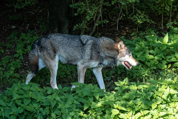 Loup Canis Lupus Également Connu Sous Nom Loup Gris Loup — Photo