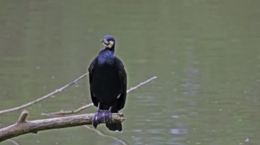 Kuzey yarımküre boyunca büyük siyah karabatak olarak bilinen büyük karabatak, Avustralya 'daki siyah karabatak ve Yeni Zelanda' nın daha güneyindeki siyah karabatak