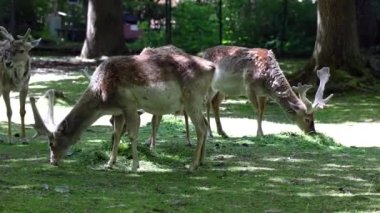 Fallow deer, Dama mezopotamya, Cervidae familyasından bir memeli türü..