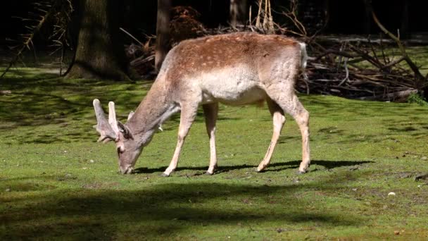 Fallow Deer Dama Mesopotamica Ruminant Mammal Belonging Family Cervidae — Stok Video