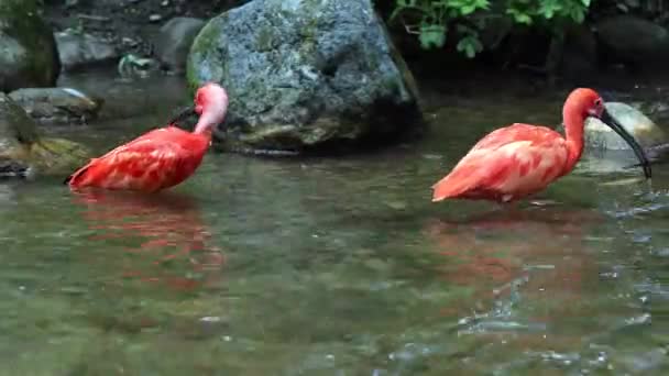 Ibis Écarlate Eudocimus Ruber Oiseau Famille Des Threskiornithidae Admiré Par — Video