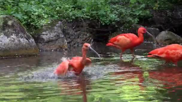 Ibis Escarlata Eudocimus Ruber Ave Familia Threskiornithidae Admirada Por Coloración — Vídeos de Stock