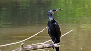 Kuzey yarımküre boyunca büyük siyah karabatak olarak bilinen büyük karabatak, Avustralya 'daki siyah karabatak ve Yeni Zelanda' nın daha güneyindeki siyah karabatak
