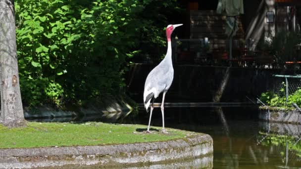 Γερανός Sarus Grus Antigone Είναι Ένας Μεγάλος Μεταναστευτικός Γερανός Που — Αρχείο Βίντεο