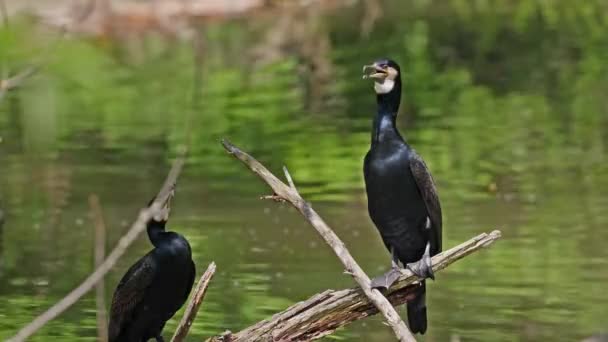 Большой Баклан Phalacrocorax Углерод Известный Большой Черный Баклан Через Северное — стоковое видео