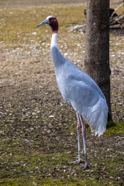 Sarus vinci, Grus antigone Hindistan 'ın Güneydoğu Asya ve Avustralya' nın bazı bölgelerinde bulunan büyük bir göçmen olmayan turnadır..