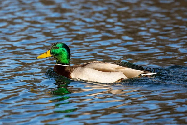 Ánade Real Anas Platyrhynchos Pato Juguetón Aquí Nadando Lago Munich — Foto de Stock