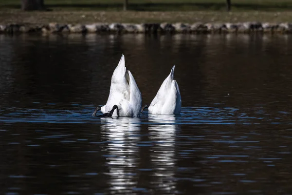 Dilsiz Kuğu Dilsiz Kuğu Anatidae Familyasından Bir Kuğu Türüdür Burada — Stok fotoğraf