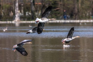 Anser anser, Anatidae familyasından Anatidae familyasından bir kaz türü. Burada havada uçuyor..