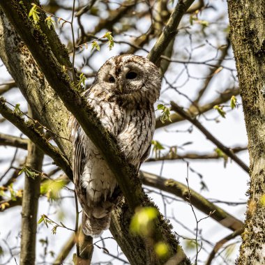 Juvenile tawny owl, Strix aluco bir dal üzerine tünemiş. Bu kahverengi baykuş, Palearctic 'in genelinde genellikle ağaçlık alanlarda bulunan tıknaz, orta büyüklükte bir baykuştur..