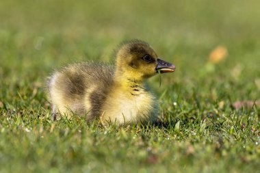 Anser anser, Anatidae familyasından bir kuş türü olan Anatidae familyasından bir kaz türü.