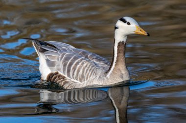 Çubuk başlı kaz Anser indicus, Orta Asya 'da, Güney Asya' daki dağ gölleri ve kışların yakınında, Hindistan yarımadasının güneyine kadar uzanan kolonilerde üreyen bir kazdır..
