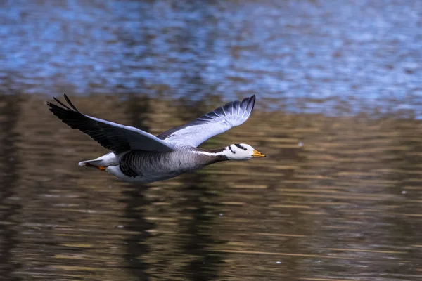 Oie Tête Bar Survolant Lac Munich Anser Indicus Reproduit Asie — Photo