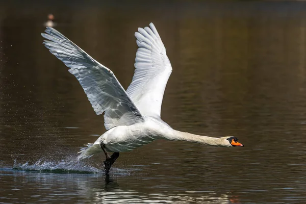 Łabędź Niemy Cygnus Olor Gatunek Łabędzia Rodziny Anatidae Latający Nad — Zdjęcie stockowe