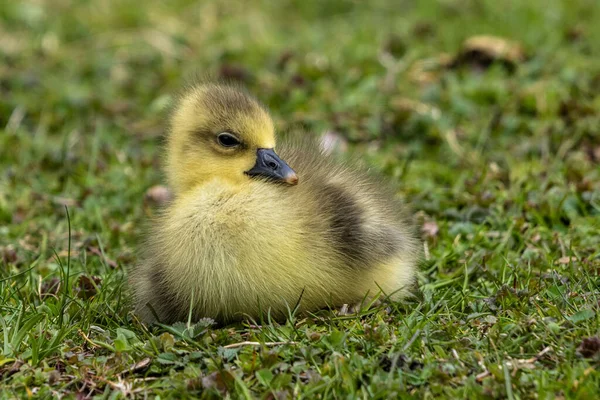 Zbliżenie Pięknej Żółtej Puszystej Gęsi Puszystej Dziecko Gosling Wiosną Anser — Zdjęcie stockowe