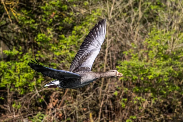 Greylag Goose Anser Anser Anatidae Vízimadarak Családjába Tartozó Nagy Libafajok — Stock Fotó