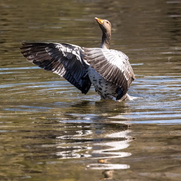 Greylag Liba Széttárja Szárnyait Vízen Anser Anser Anatidae Vízimadarak Családjába — Stock Fotó