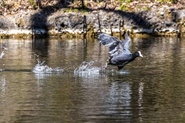 Eurasian Coot Fulica Atra Chasing Each Other Running Water Also — Stock Photo, Image