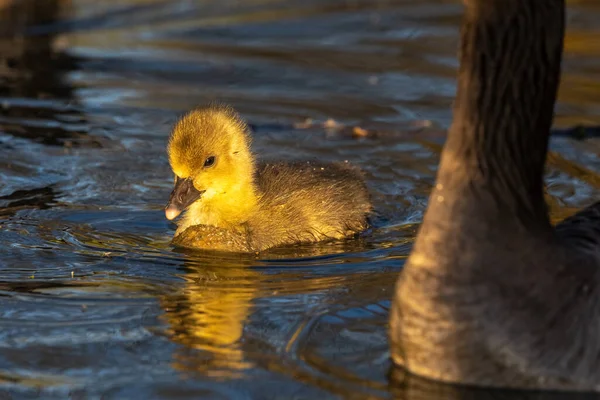 Közelről Egy Gyönyörű Sárga Bolyhos Greylag Libabőrös Baba Gosling Tavasszal — Stock Fotó