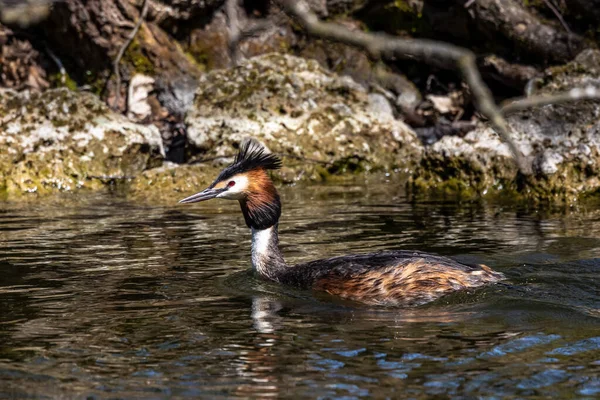 Grand Grèbe Crête Podiceps Cristatus Avec Belles Couleurs Orange Oiseau — Photo